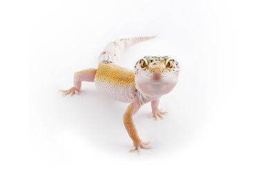 gecko